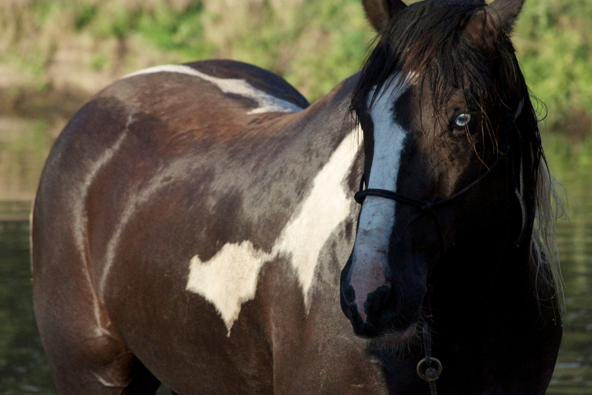 Can Thrush Cause Systemic Health Issues in Horses? Exploring Connections