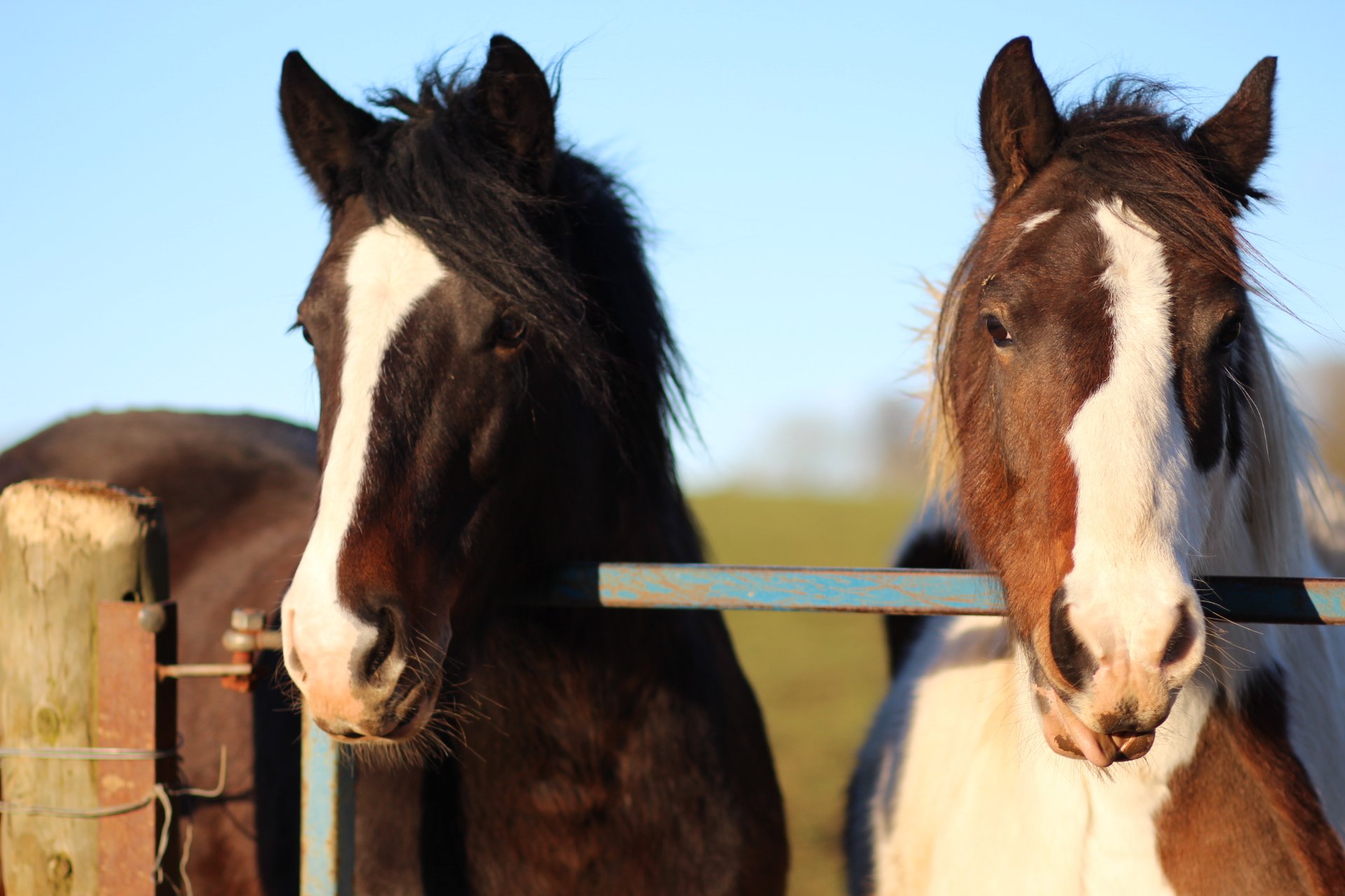 Can Thrush Cause Systemic Health Issues in Horses? Exploring Connections