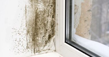 Understanding Different Types of Mold Tests: Which One Is Right for You?