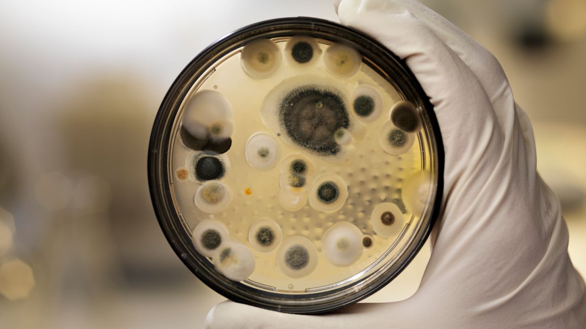 Understanding Different Types of Mold Tests: Which One Is Right for You?