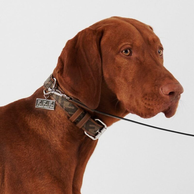 Designer Dog Collars and Leashes &#8211; A Buyer’s Guide