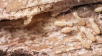 Professional Termite Control &#8211; Is It Worth Your Money?