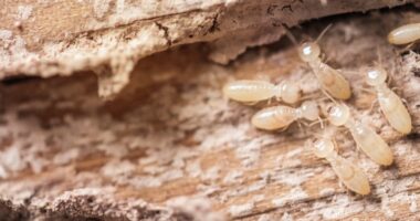 Professional Termite Control &#8211; Is It Worth Your Money?