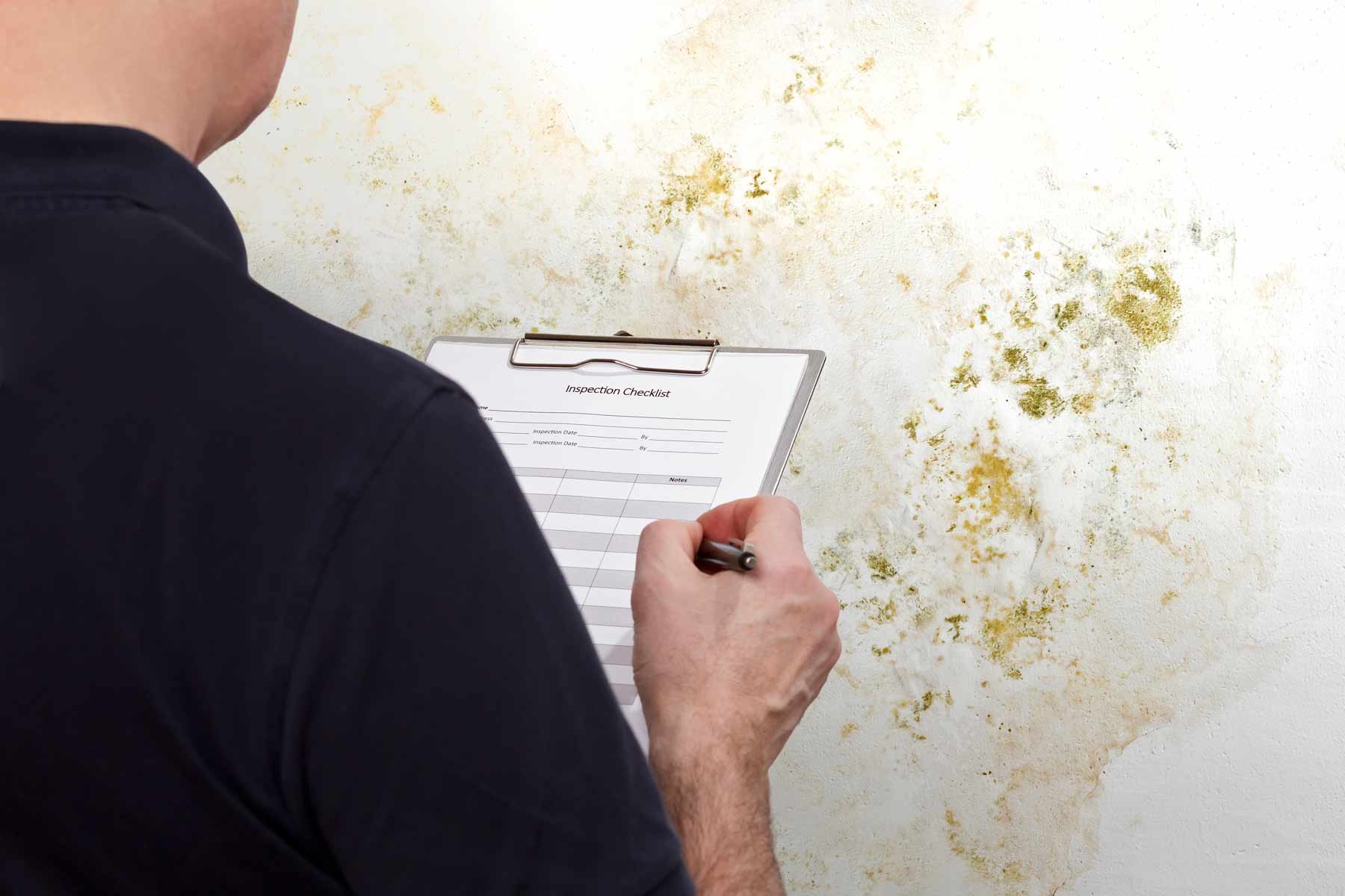 Understanding Different Types of Mold Tests: Which One Is Right for You?