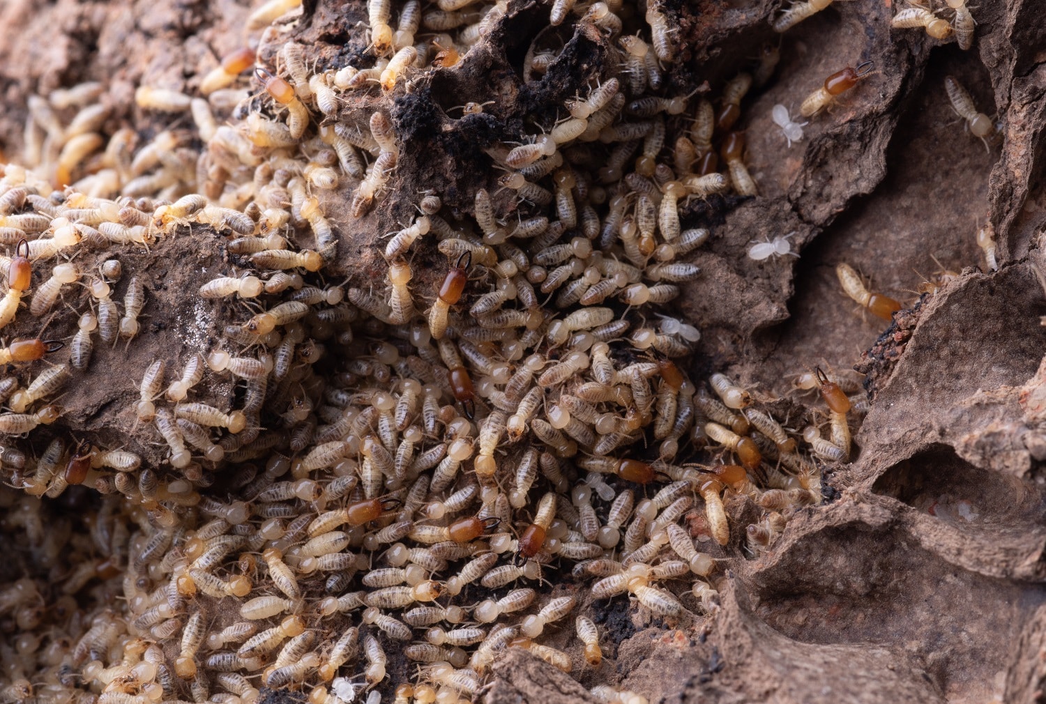 Professional Termite Control &#8211; Is It Worth Your Money?