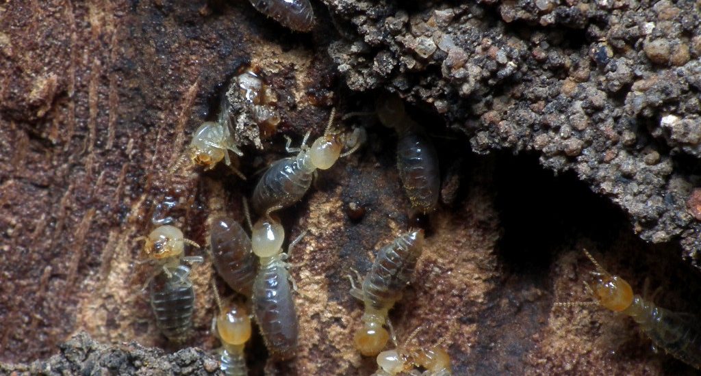 Professional Termite Control &#8211; Is It Worth Your Money?