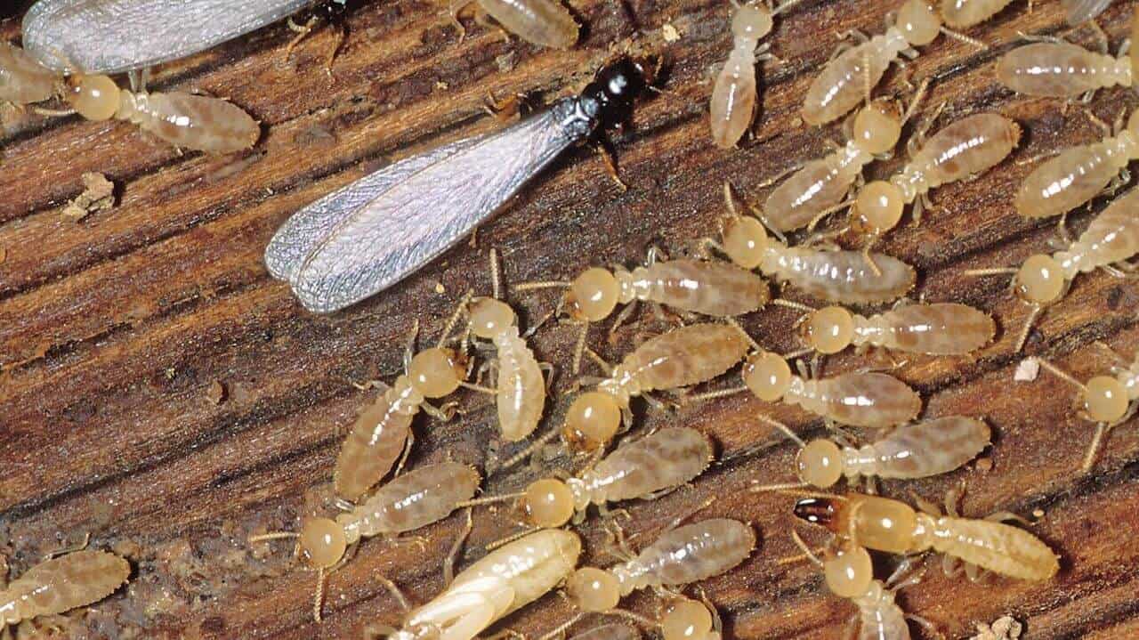 Professional Termite Control &#8211; Is It Worth Your Money?