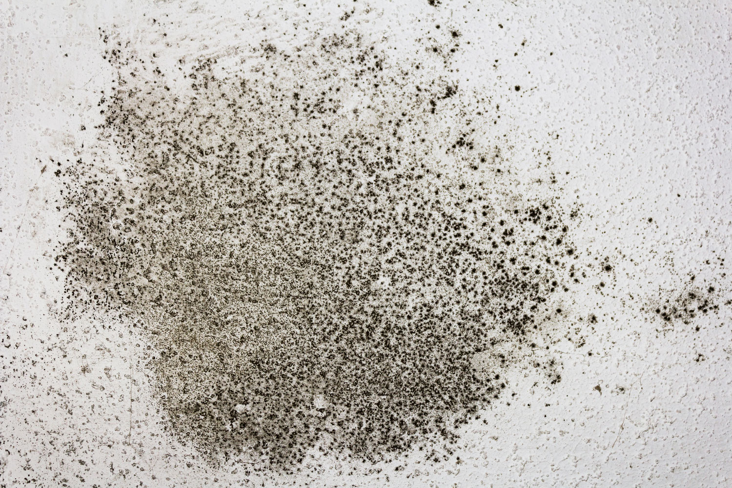 Mold and Moisture Control &#8211; The Key to a Healthy Home Environment